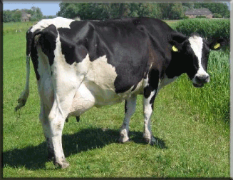 Cattle Feeds
