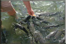 Fish Feeds